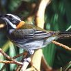 Puerto Rican Spindalis